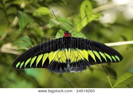 Swallowtails และ Birdwings (Papiliondae)