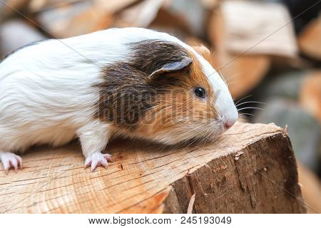 A Beautiful, Small White-red Guinea Pig Sits On A Sunny Day On A Stump. Daylight. Close-up