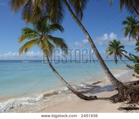 Tropical Beach