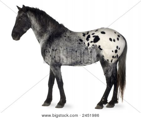 Appaloosa at