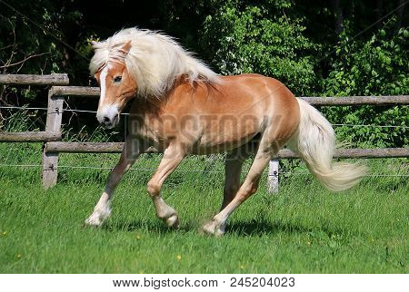 Beautiful Haflinger Horse Is Running On A Paddock