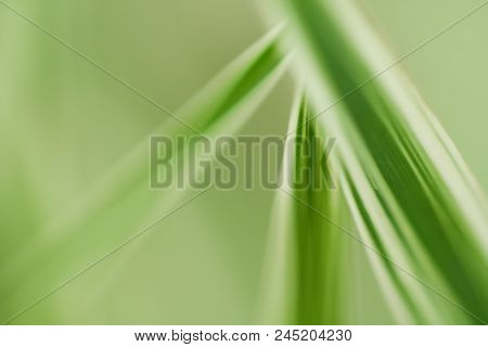 Close-up Photo Of Green & White Leaves.  Swartz Creek, Mi, Usa.