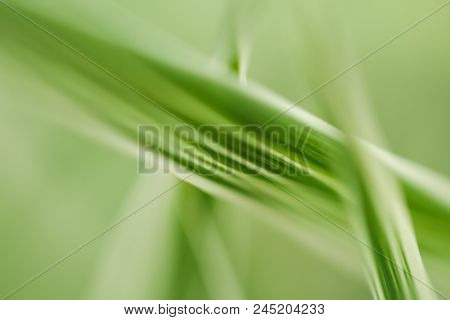 Close-up Photo Of Green & White Leaves.  Swartz Creek, Mi, Usa.