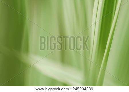 Close-up Photo Of Green & White Leaves.  Swartz Creek, Mi, Usa.