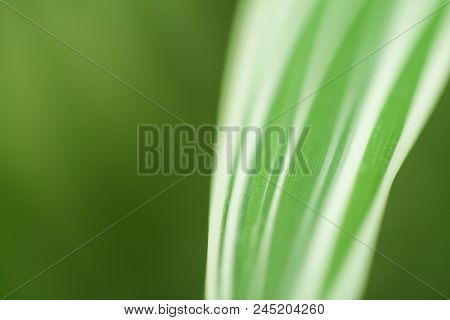 Close-up Photo Of Green & White Leaves.  Swartz Creek, Mi, Usa.