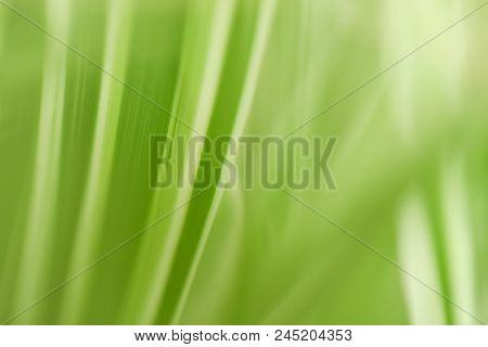 Close-up Photo Of Green & White Leaves.  Swartz Creek, Mi, Usa.