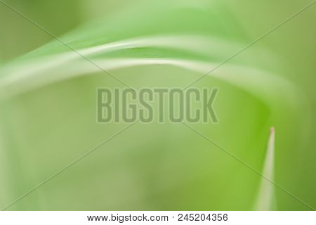 Close-up Photo Of Green & White Leaves.  Swartz Creek, Mi, Usa.