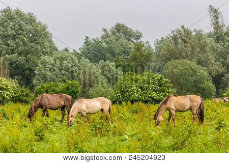 Wild Konik Horses Grazing In Dutch Oostvaardersplassen Nature Reserve