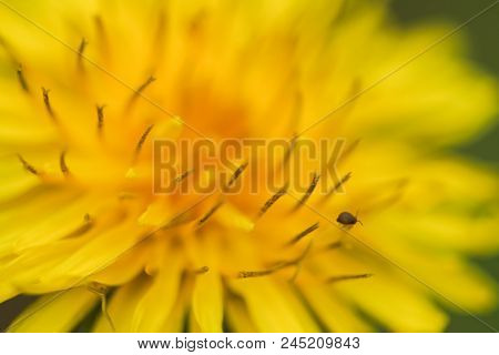 Close-up Photo Of A Dandelion Flower.  Swartz Creek, Mi, Usa.
