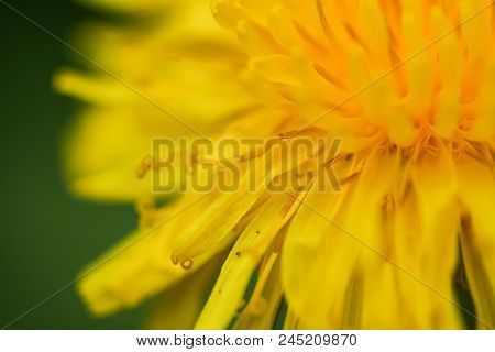 Close-up Photo Of A Dandelion Flower.  Swartz Creek, Mi, Usa.