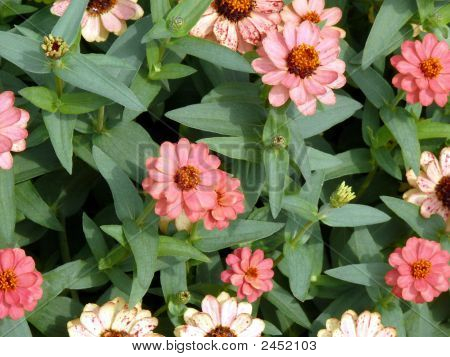 Wall bloem