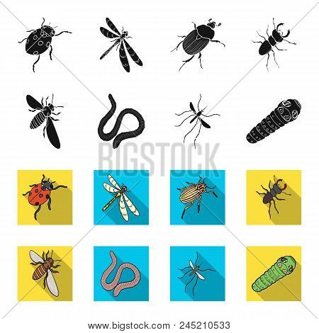 Arthropods Insect Mosquito, Bee.earth Worm, Caterpillar, Vermicular Set Collection Icons In Black, F