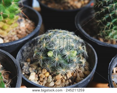 Mammillaria Schiedeana, Cactus Have White Flower On Pot, Cacti, Cactaceae, Succulent, Plant, Tree.