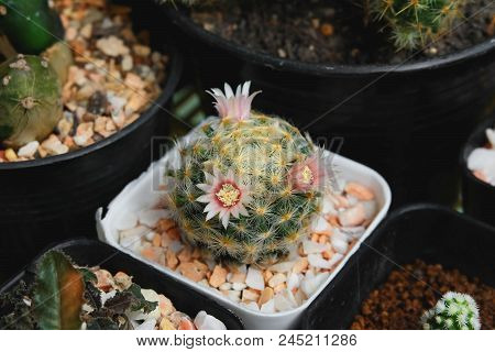 Mammillaria Schiedeana, Cactus Have Pink Flower On Pot, Cacti, Cactaceae, Succulent, Plant, Tree.