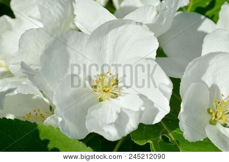 Apple Tree Blooming In Spring.flower Petals Are White.