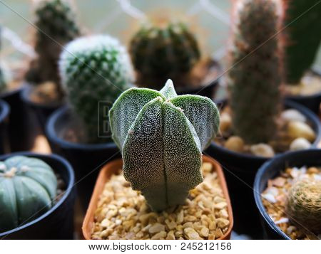 Astrophytum Myriostigma, Cactus On Pot, Cacti, Cactaceae, Succulent, Plant, Tree