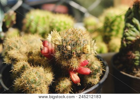 Mammillaria Prolifera, Cactus Have White Flower And Seed Pod On Pot, Cactus, Cacti, Cactaceae, Succu