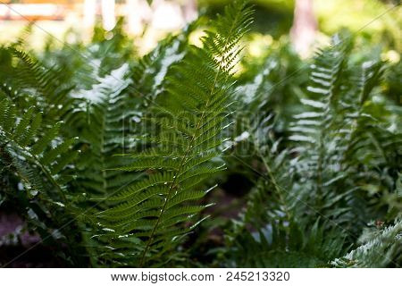 Perfect Natural Fern Pattern. Beautiful Background Made With Young Green Fern Leaves. Color Of Kale