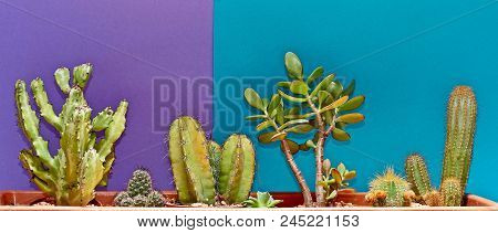 Cactus. Art Gallery Fashion Design. Minimal Stillife. Blue Mood. Trendy Bright Summer Colors. Creati