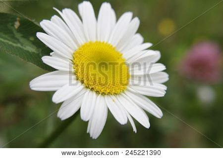 A Single Daisy Shining Among The Weeds