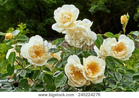 Natural White Rose Flower Close Up On Green Bush