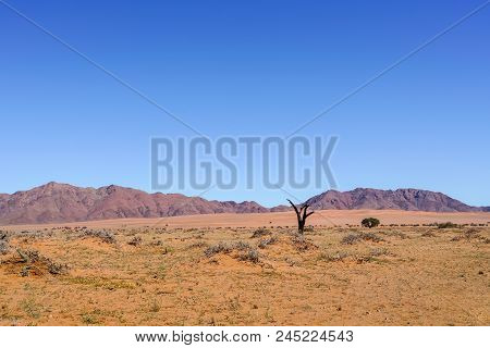 Wide Typically Southern Namibia Landscape Of Deep Iron Rich Orange Soil And Red Hills With Dead Tree