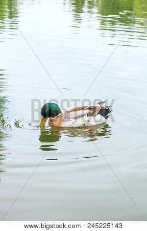 Close Up Of A Passing Mallard Duck On Pond At Summer Time..