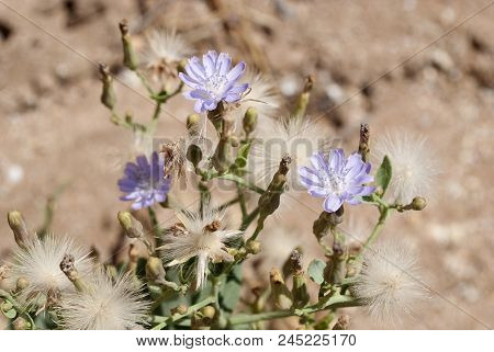 Asteraceae, Lactuca Tatarica, Or Tartary Lettuce (lactuca Tatarica)