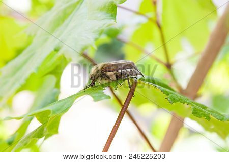 European Beetle Pest - Common Cockchafer (melolontha) Also Known As A May Bug Or Doodlebug Eating Ma