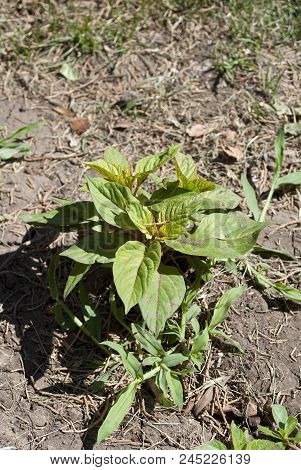 Weed And Medicinal Plant Amaranthus Retroflexus (red-root Amaranth Redroot Pigweed Common Amaranth) 
