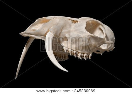 Skull of a Siberian musk deer (Moschus moschiferus)  on a black background
