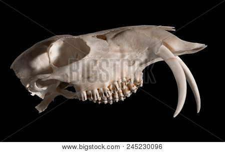 Skull of a Siberian musk deer (Moschus moschiferus)  on a black background