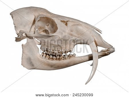 Skull of a Siberian musk deer (Moschus moschiferus) on a white background