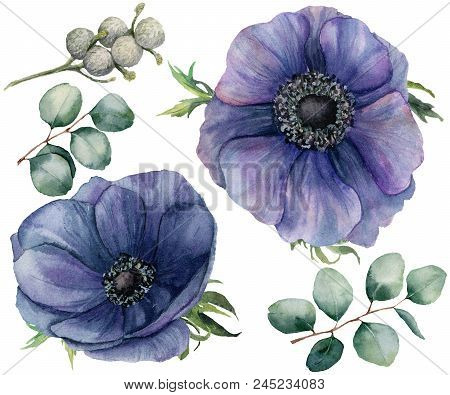 Watercolor Blue Anemone And Brunia Berry Set. Hand Painted Isolated Violet Flowers With Eucalyptus L