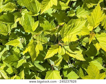 Natural Background With Green Leaves Under The Sun Close Up, May Be Used As Texture