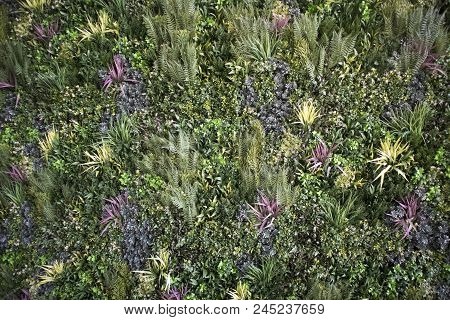 Decorative Floral Background With Colored Bushes Of Grass, Different Leaves And Fern