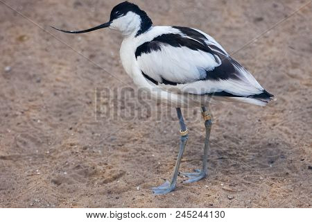 Pied Avocet (recurvirosta Avocetta) In The Moscow Zoo