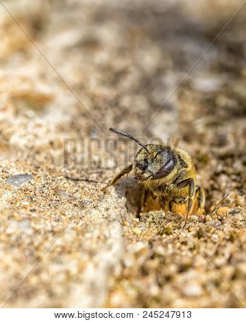 Single Earth Bee Go Out From Their Hole At Ground Level