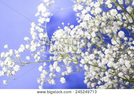 Baby's Breath Bouquet And Blue Sky Background