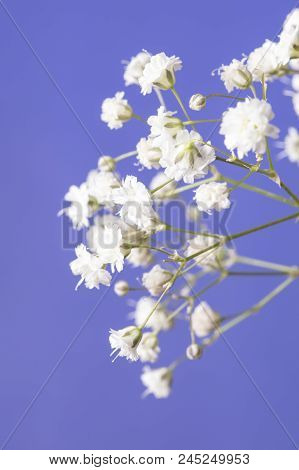 Baby's Breath Bouquet And Blue Sky Background