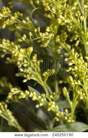 Yellow Flowers, Stems And Leaves Of The Casia Plant