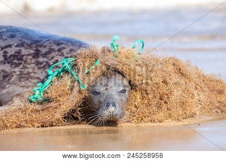 Plastic Marine Pollution. Seal Caught In Tangled Nylon Fishing Net. This Curious Wild Animal Was Att