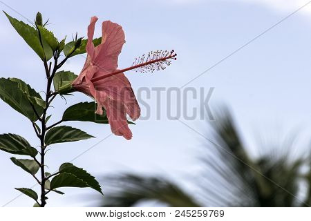 Pink Hibiscus Rosa-sinensis, Known As Chinese Hibiscus, China Rose, Hawaiian Hibiscus, Rose Mallow A
