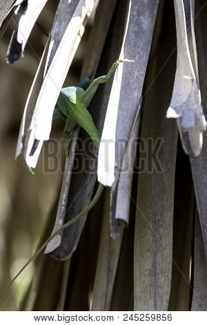 Cuban Male Lizard Allisons Anole (anolis Allisoni), Also Known As The Blue-headed Anole - Varadero, 