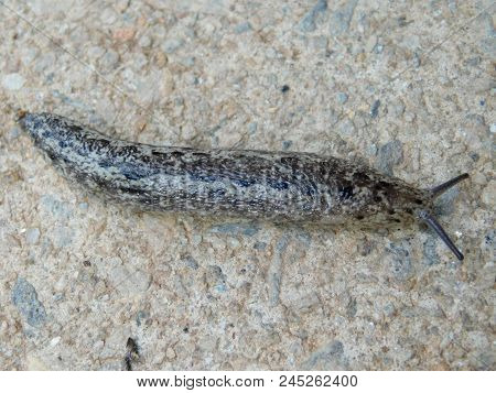 A Full Body Veiw Of A Slug