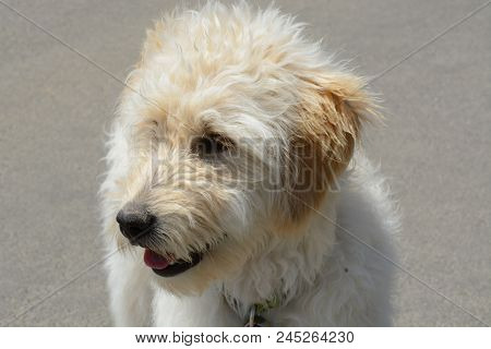 Portrait Of Goldendoodle Dog Or Mixed Breed Poodle And Golden Retriever Against Gray Sidewalk