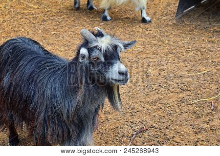 Miniature Long Haired Pet Goats With Horns In Rural Farm By Zipline Tour Near Puerto Vallarta Mexico