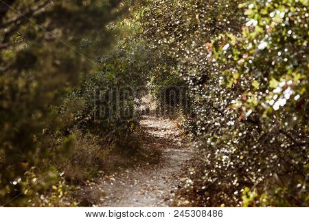 Narrow Trail Through Scrub To Mattapoisett River