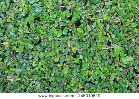 Grass And Leaves Are Suitable For Making Green Background.