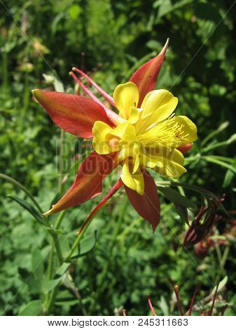 Flowers Of Yellow And Red Aquilegia In The Spring Garden. Gardening In Ukraine